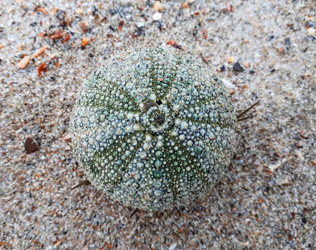 Banjaard Beachhouse Patrijzenlaan 14 Kamperland Bagian luar foto