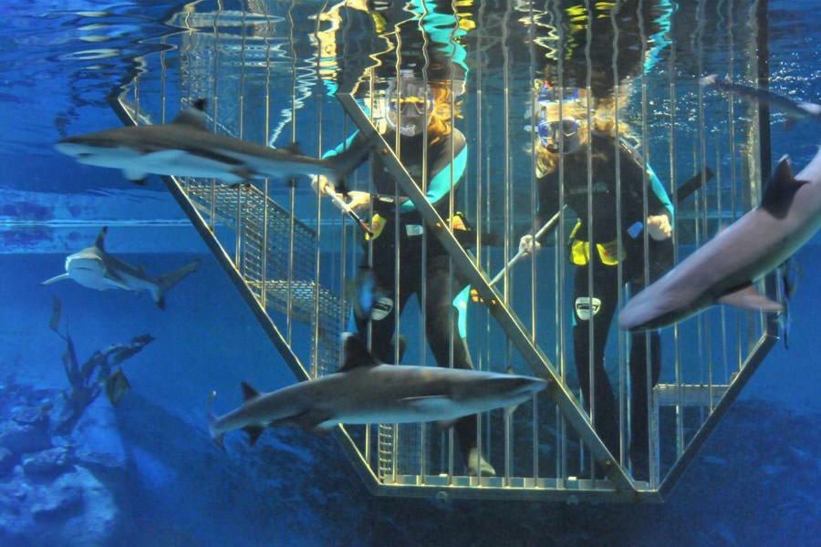Banjaard Beachhouse Patrijzenlaan 14 Kamperland Bagian luar foto